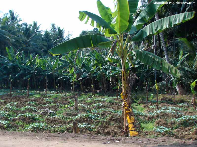 pictures of banana trees