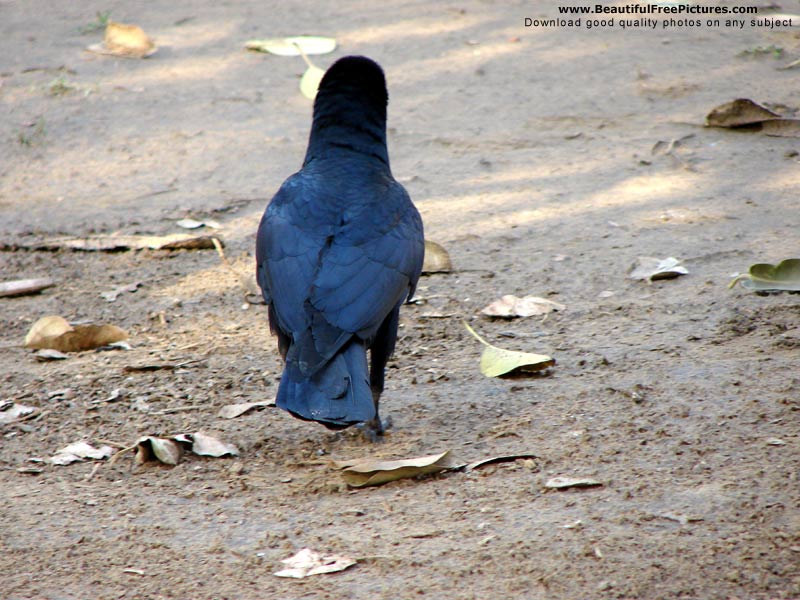 pictures of a black bird