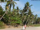 picture of coconut trees