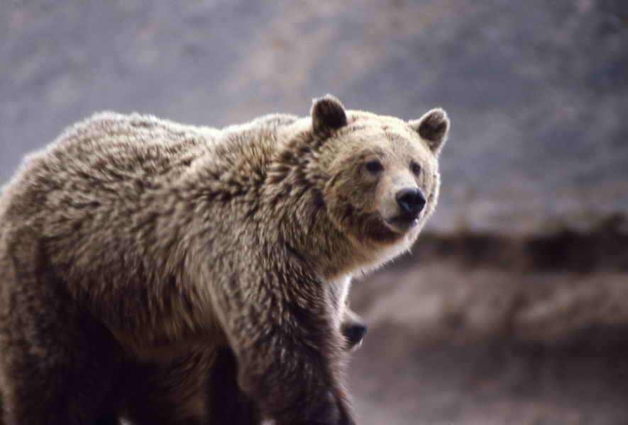 pictures of grizzly bear