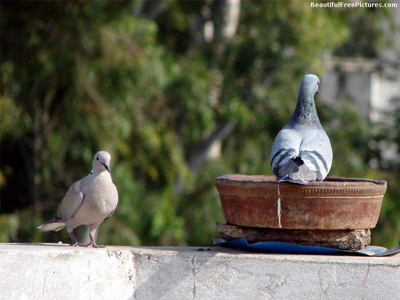 pictures of dove with pigeon