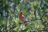 pictures of House Finch