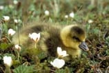 White-fronted Goose Gosling