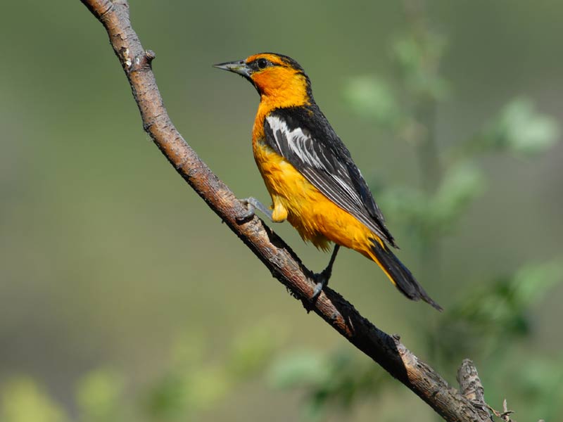 pictures of Bullock's Oriole