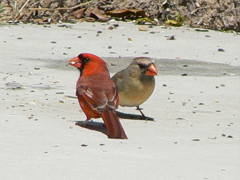 pictures of Pair of Cardinals