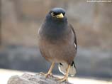 pictures of a mynah