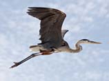 pictures of Great Blue Heron