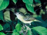 pictures of Bell's Vireo