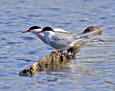 61-birds-USFWS  Birds & MBP  -  Arctic Terns - Dewhurst, Donna --