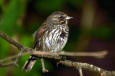 62-birds-USFWS   Birds & MBP  -  Fox Sparrow - Stanley, Carla - USFWS