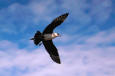 63-birds-USFWS   Nature & Birds & MBP  -  Parasitic Jaeger in Flight Overhead - Bowman, Tim --