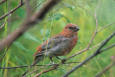 64-birds-USFWS   Nature & Birds & MBP  -  Pine Grosbeak Juvenile - Moore, Randy - -