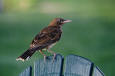 68-birds-USFWS   Birds & MBP  -  Pearly-eyed Thrasher - Karney, Lee - USFWS