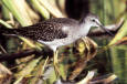 70-birds-USFWS   Birds & MBP  -  Lesser Yellowlegs in Wetlands - USFWS --