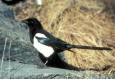 71-birds-USFWS  Birds & MBP  -  Black-billed Magpie - Menke, D - USFWS