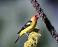 72-birds-USFWS   Birds & MBP  -  Western tanager - Menke, Dave - USFWS