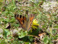 Picture of vegetation and a butterfly