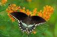 Butterflies - photo of a Pearl crescent and Spicebush swallowtail 