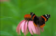Photo of a Red admiral butterfly