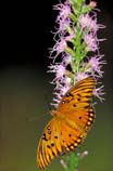 pictures of gulf fritillary