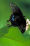 swallowtail on Wild bergamot