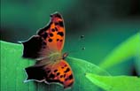 pictures of Question mark butterfly