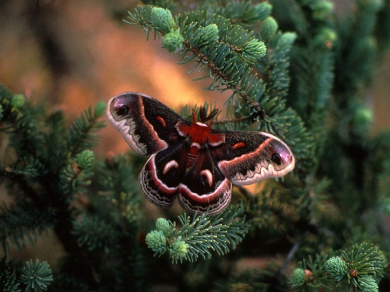 pictures of Cecropia moth