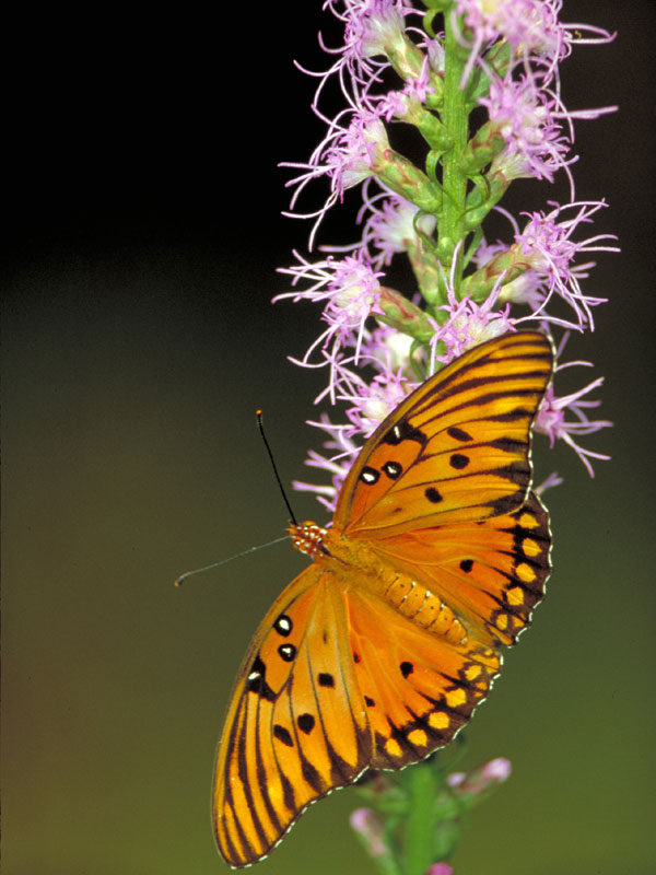 pictures of gulf fritillary butterfly