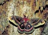 pictures of a cecropia moth