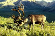 Picture of a  Caribou grazing  