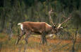 Picture of a Caribou