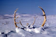 Image of Caribou Antlers in the Snow
