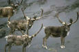 Picture of Caribou Bulls in Velvet 