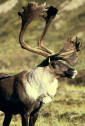 Image of a Caribou bull
