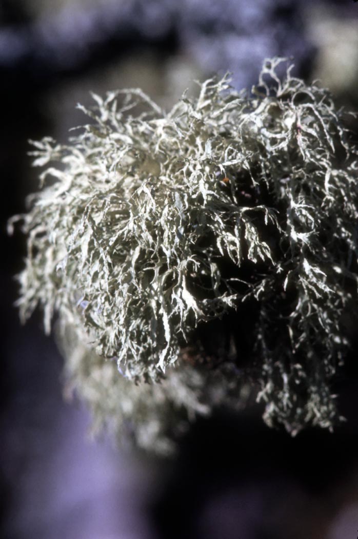 Image of Reindeer Moss or Caribou Moss Lichen 