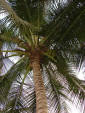 Picture of coconut tree with fruit