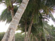 Picture of a row of coconut trees