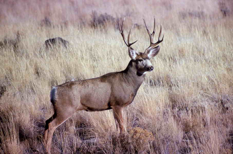 pictures of a buck