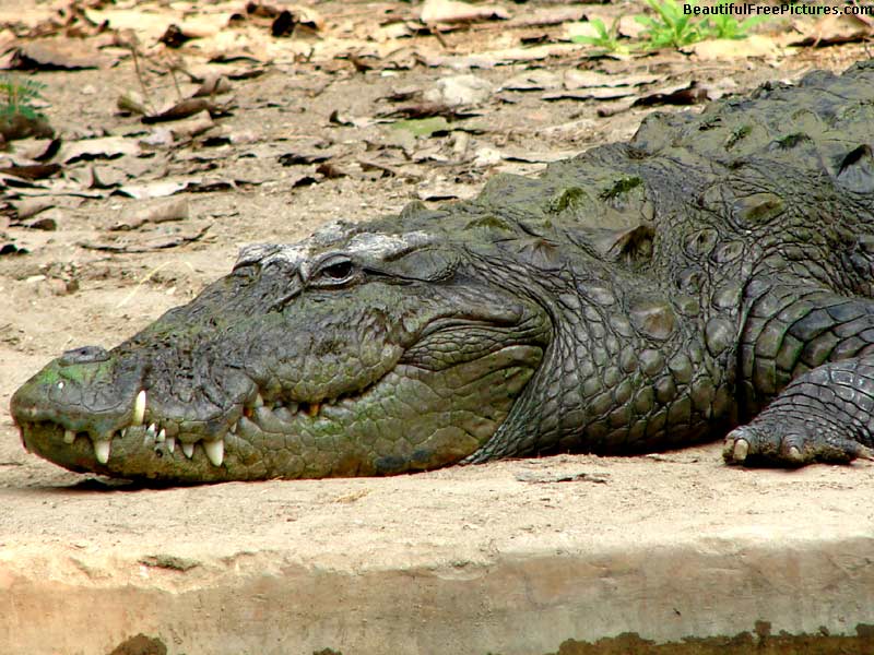 pictures of a crocodile