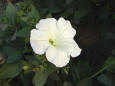 Picture of a white flower