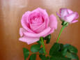 Image of two roses