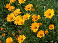 Iimage of a yellow flower bed