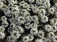 A bed of white flowers