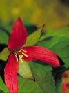 Beautiful Photos of flowers - 292 right red blossom of Southern Red Trillium.
