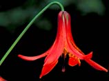 pictures of Canad Lily red blossom