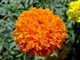 pictures of Marigold flower