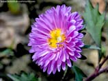 pictures of purplish-blue flower