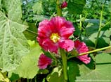 pictures of hollyhock flower