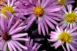 pictures of Aromatic aster flower