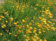 Garden - Image of yellow flowers
